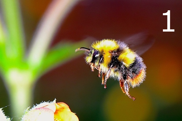 Picture of a bumblebee about to land on a flower in close up.