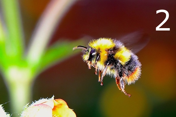Photo of a bumblebee in closeup about to land on a flower